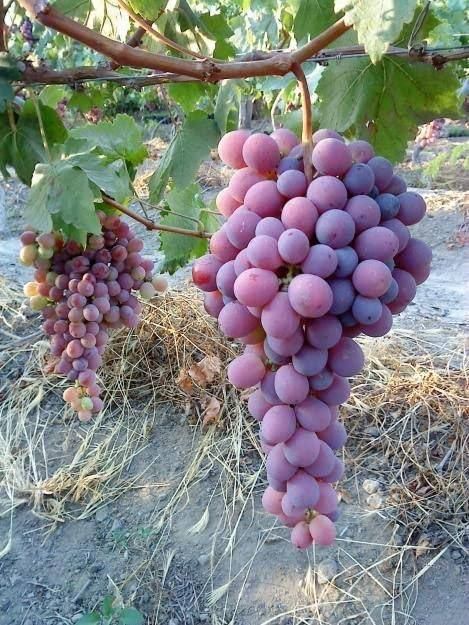 Rare Red Khyoho Grape Seeds (Pack of 20)