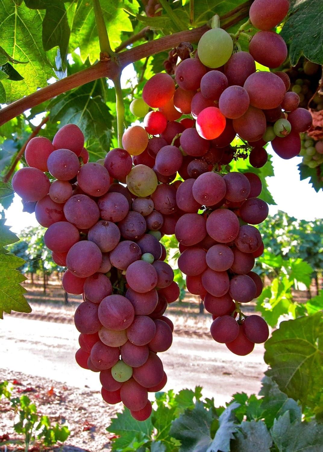 Rare Red Khyoho Grape Seeds (Pack of 20)