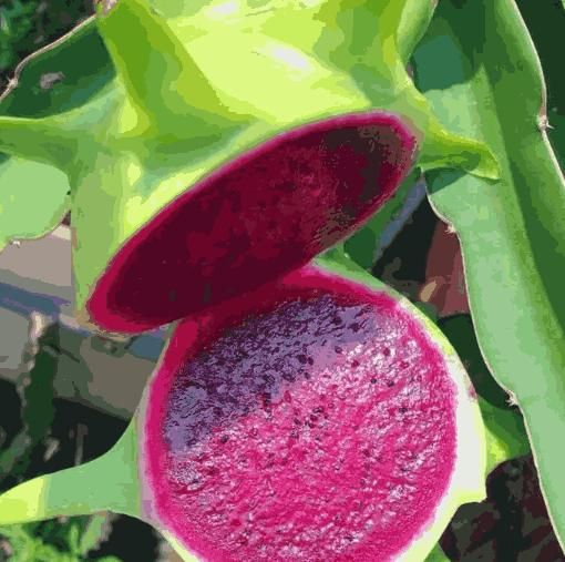 Multi-colored Dragon Fruit Seeds