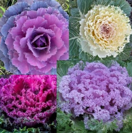 KALE Autumn MIX Seeds - Flowering Vegetable Garden CABBAGE