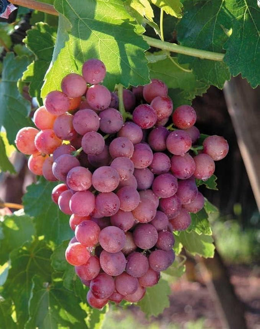 Rare Red Khyoho Grape Seeds (Pack of 20)